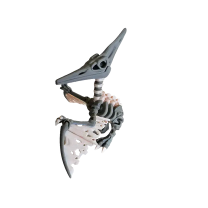 Articulated Skeleton Pterodactyl (Teen)